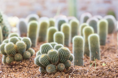 Close-up of succulent plant