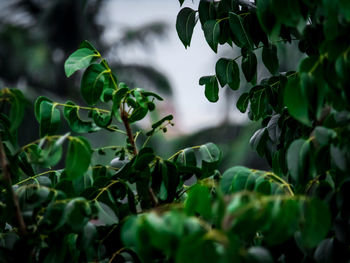 Close-up of fresh green leaves