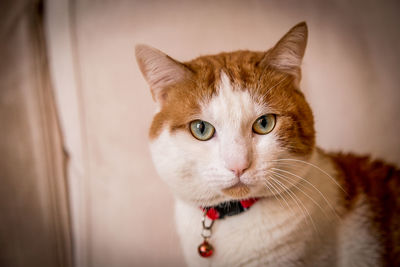 Close-up portrait of cat