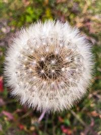 Close-up of dandelion