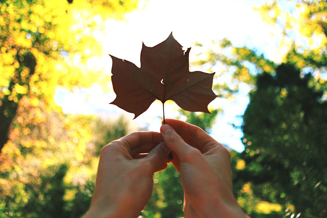 person, holding, human finger, part of, leaf, personal perspective, cropped, unrecognizable person, autumn, focus on foreground, maple leaf, lifestyles, nature, close-up, leisure activity, change, tree