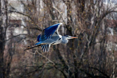 A gray heron in flight in a city park . the middle of autumn.