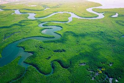 High angle view of green plants on lake