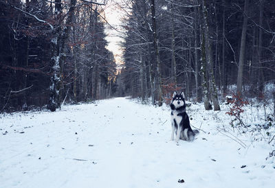 Dog on field during winter