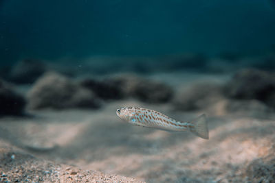 Close-up of fish underwater