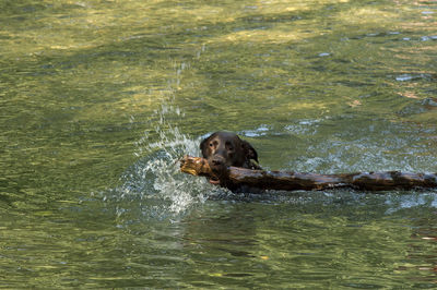 Labrador retriever in a lake