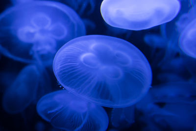 Close-up of jellyfish swimming in sea