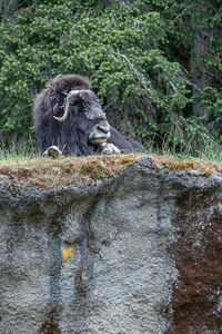 Monkey sitting on rock