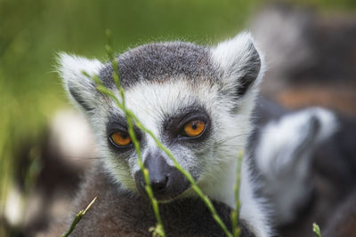 Portrait of lemur outdoors