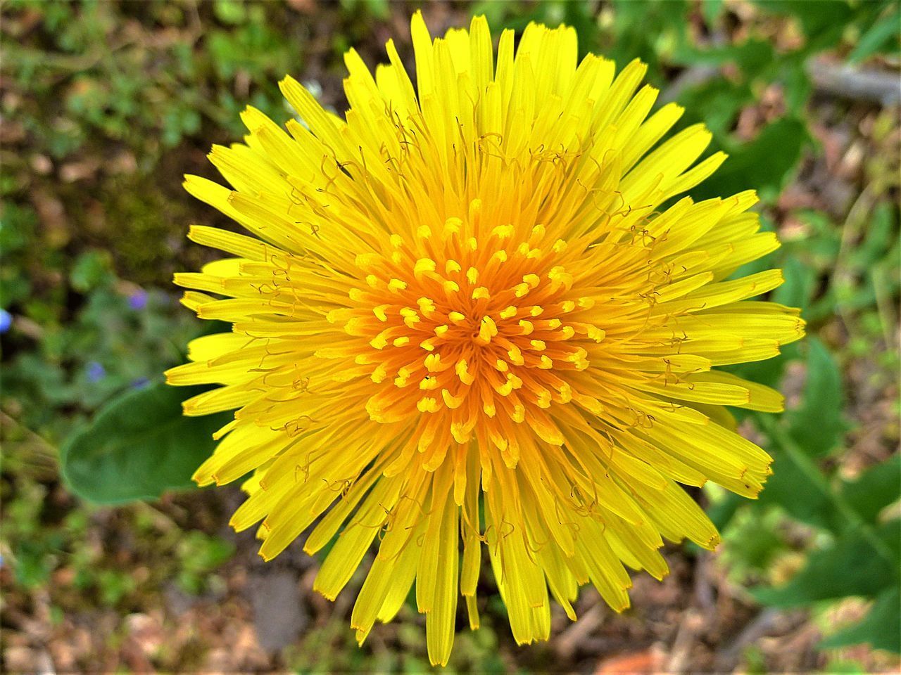 CLOSE-UP OF YELLOW FLOWER