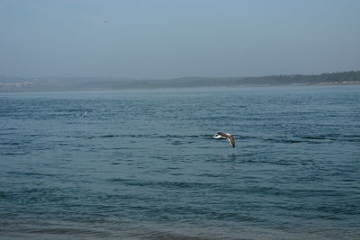 Bird in a sea