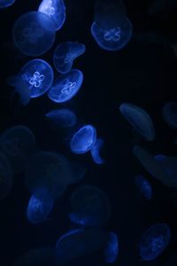 Close-up of jellyfish swimming in sea