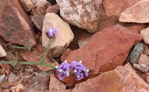 High angle view of purple rocks on rock