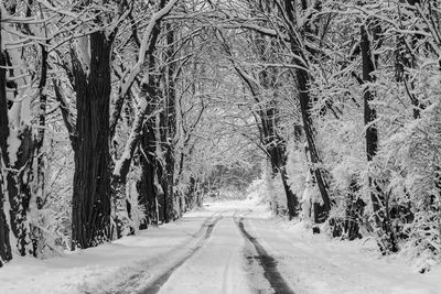 Road amidst bare trees during winter