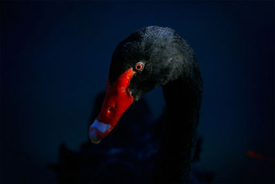 Close-up of black swan