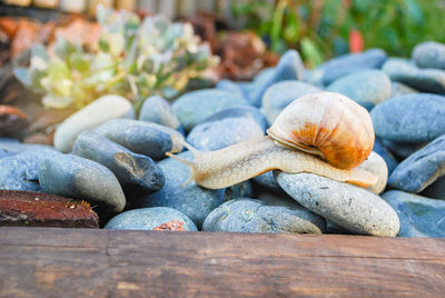 Close-up of shells on stones