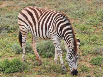 Zebra standing on a land