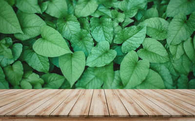 Full frame shot of leaves
