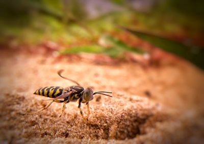 Close-up of insect