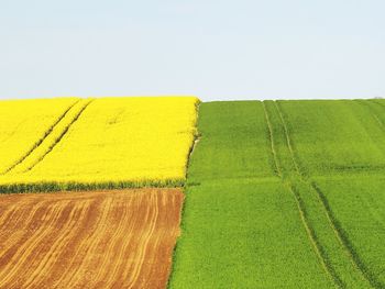 Scenic view of agricultural field against sky