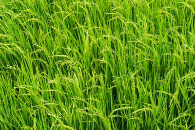 Full frame shot of rice paddy