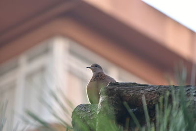 Low angle view of a bird