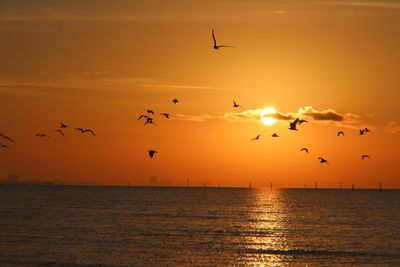 Silhouette birds flying over sea during sunset