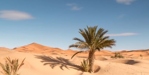 Palm trees in desert against sky