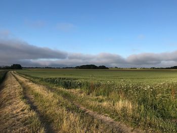 Scenic view of agricultural field against sky