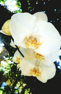 Close-up of flowers on plant