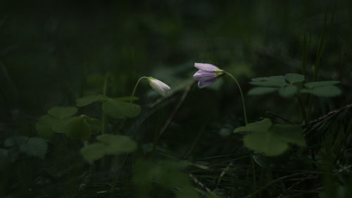 Close-up of white flowering plants on land