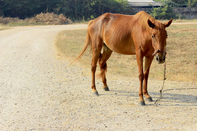 Horse standing in a field
