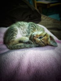 Close-up of a cat sleeping at home
