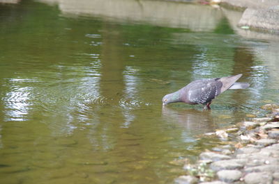 Close-up of duck in water