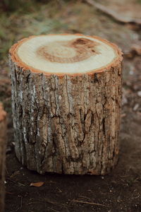 Close-up of tree stump in forest