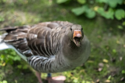 Close-up of a bird