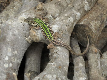 Close-up of caterpillar