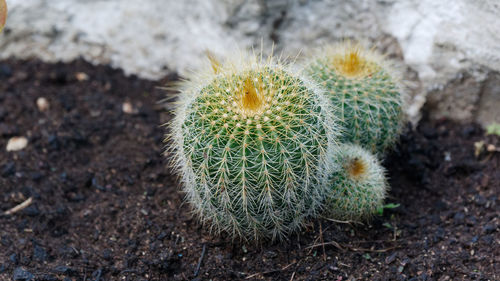 Close-up of cactus growing on field