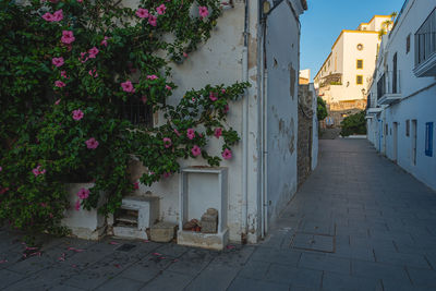 Flowers in front of building