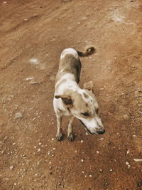 High angle view of dog on beach