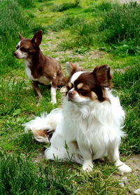 View of dogs on grassy field