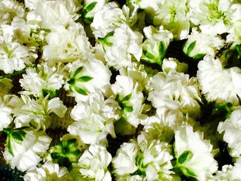 Full frame shot of white flowers