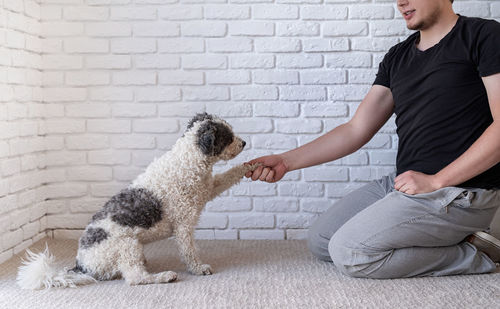 Midsection of dog with dogs against white wall