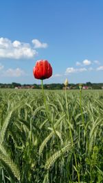 Close-up of red flowers growing in field