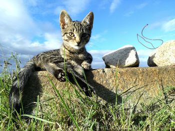 Portrait of cat sitting against sky