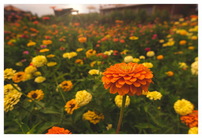 Close-up of yellow flowering plants