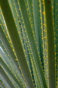 Aloe vera macro 