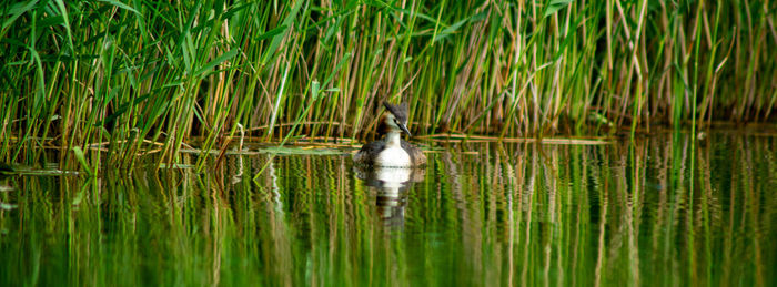 Geat crested grebe duck in foreground ducking in background reflections in lake