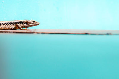 Close-up of turtle against blue water