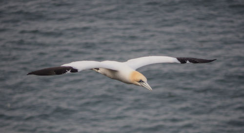 Swan flying over water